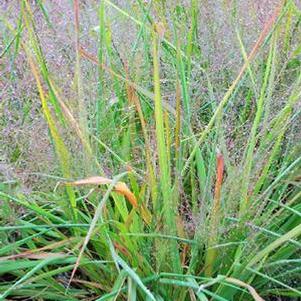 Purple Love Grass (Eragrostis spectabilis)