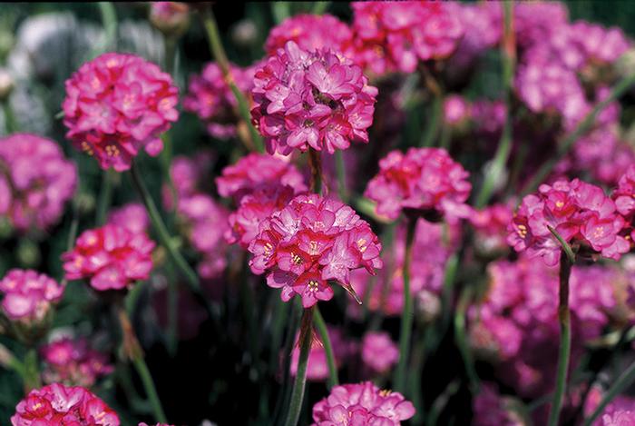 Thrift (Armeria maritima 'Splendens')