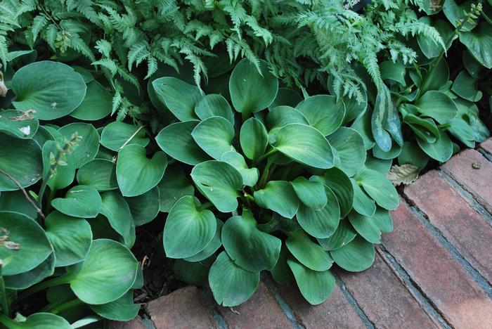 Hosta 'Blue Mouse Ears' (Plantain Lily)