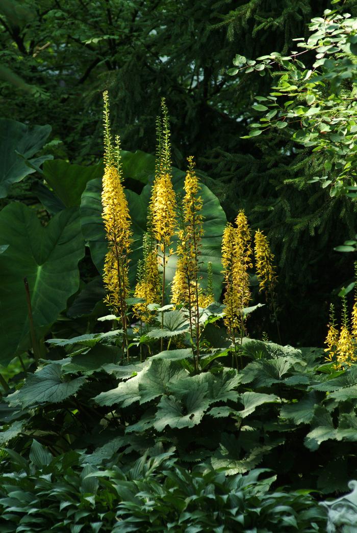 Ligularia stenocephala 'The Rocket' (Ligularia)