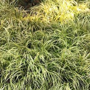 Golden Variegated Sweet Flag (Acorus gramineus 'Ogon')