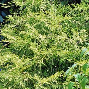 Threadleaf False Cypress (Chamaecyparis Pisifera 'Golden Mop')