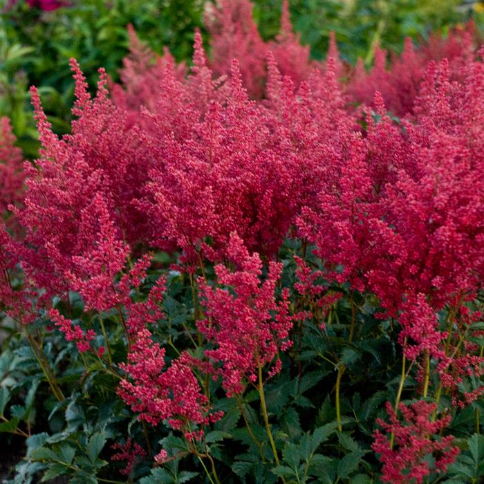 Astilbe japonica 'Montgomery' (False Spirea) perennial, red flower