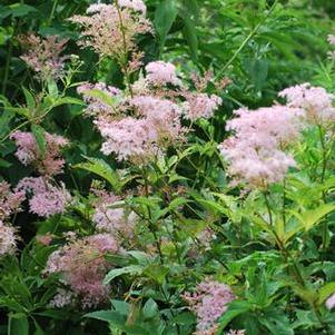 Queen of the Prairie (Filipendula rubra 'Venusta')