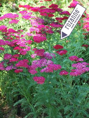 Achillea millefolium 'Pomegranate' (Yarrow) perennial