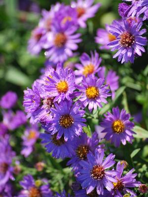 Purple Wood Aster (Aster dumosus 'Wood's Purple')