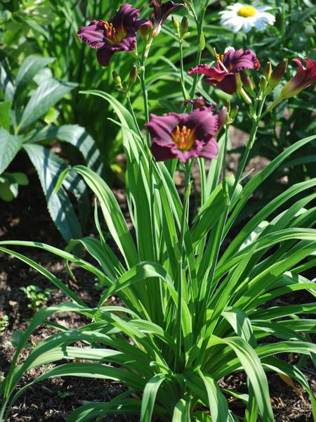 Hemerocallis 'Little Grapette' (Daylily)