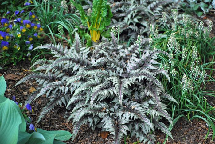 Japanese Painted Fern (Athyrium niponicum var. pictum)