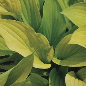 Hosta x 'August Moon' (Plantain Lily)