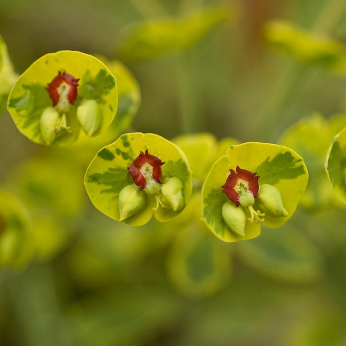 Spurge (Euphorbia x martinii 'Ascot Rainbow')