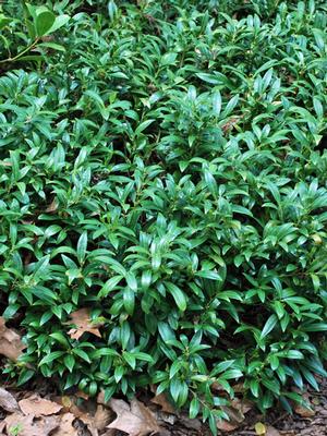 Sweet box (Sarcoccoca hookeriana var. humilis 'Fragrant Valley'™)