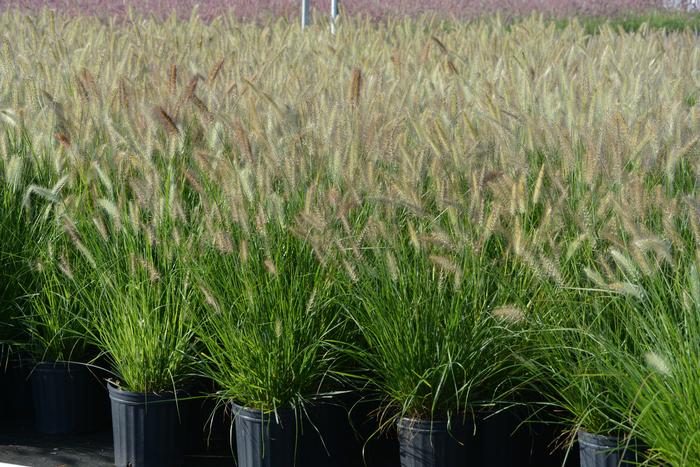 Pennisetum alopecuroides (Fountain Grass)