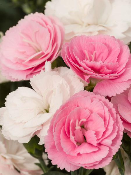 Dianthus Constant Cadence® Peach Milk (Garden Pinks), pink and white flowers