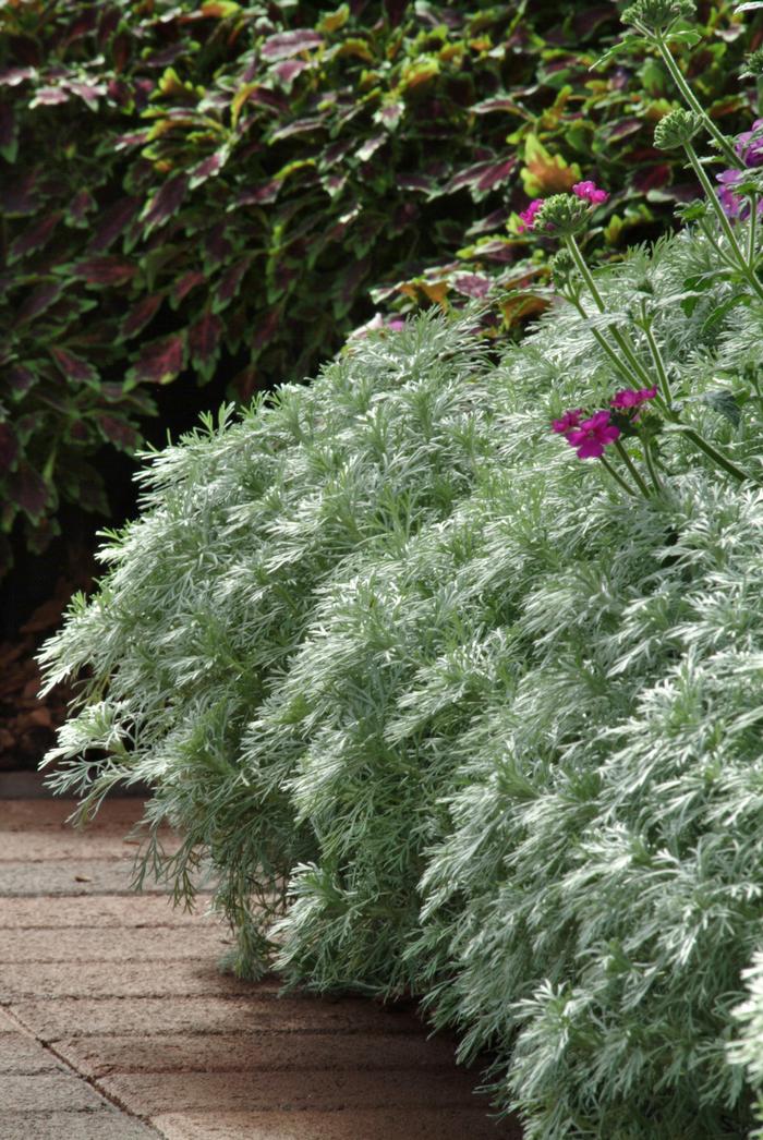 silver mound perennial