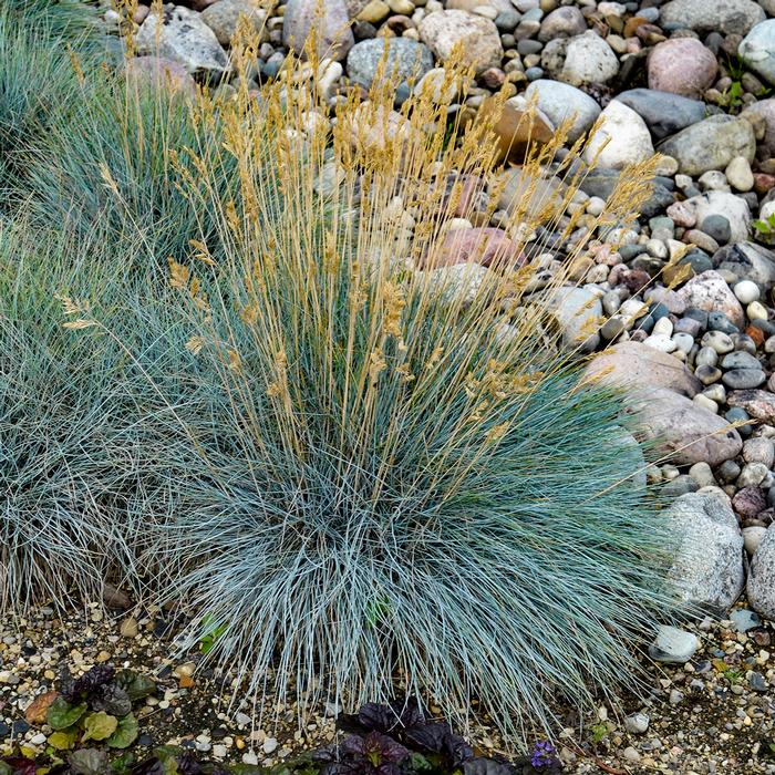 Blue Fescue (Festuca glauca 'Elijah Blue'), grass