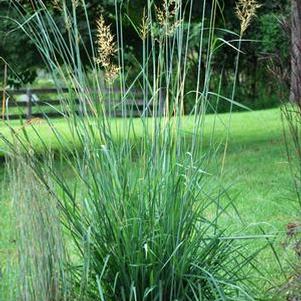 Indian grass (Sorghastrum nutans)