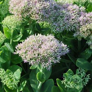 Sedum spectabile 'Brilliant' (Stonecrop)