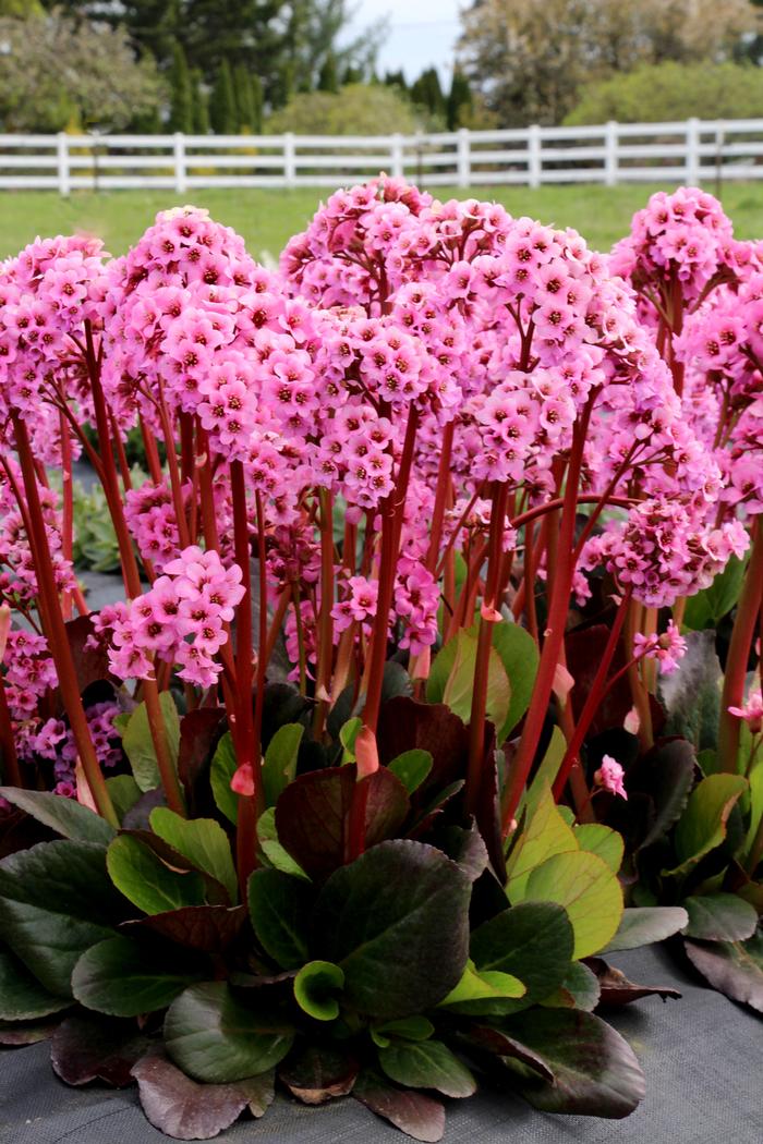 Bergenia x 'Spring Fling' (Heartleaf Bergenia), pink flowers