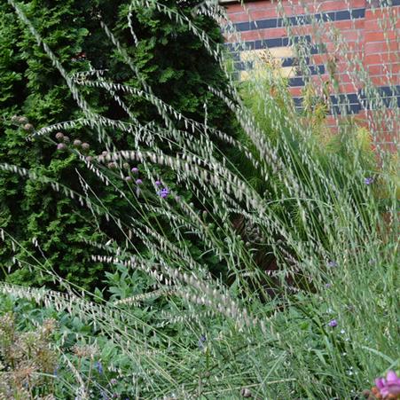 Sideoats Grama (Bouteloua curtipendula)