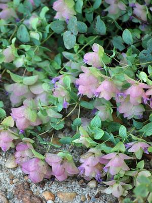 Ornamental Oregano (Origanum rotundifolium 'Kent Beauty')