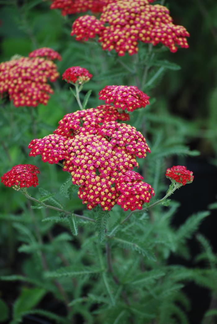 Achillea millefolium Paprika (Yarrow) perennial