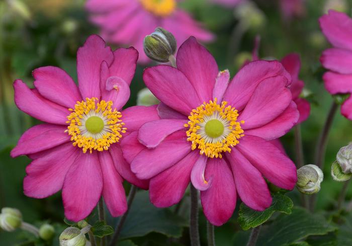 Anemone x hybrida 'Pamina' (Windflower) perennial