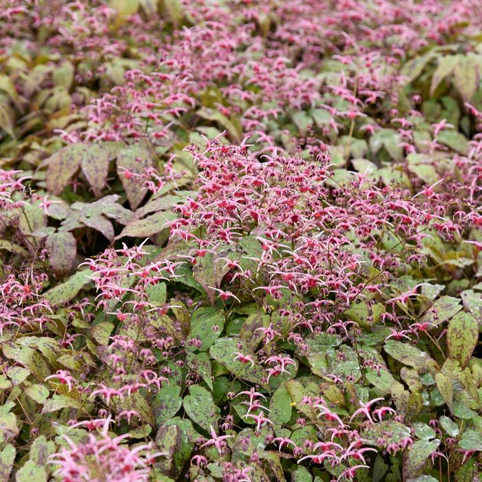 Epimedium 'Pink Champagne' (Barrenwort)