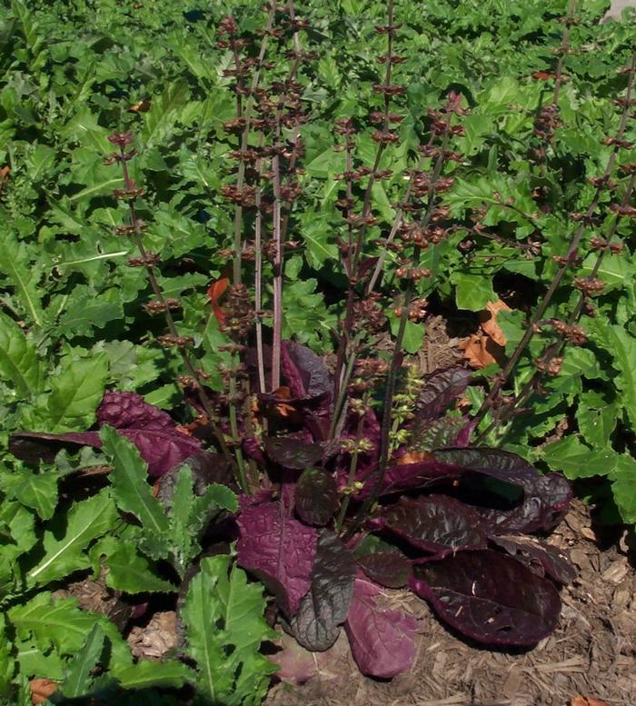 Salvia lyrata 'Purple Knockout' (Sage)