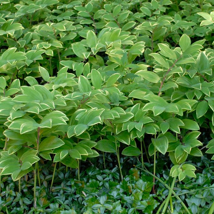 Variegated Solomon's Seal (Polygonatum odoratum 'Variegatum')