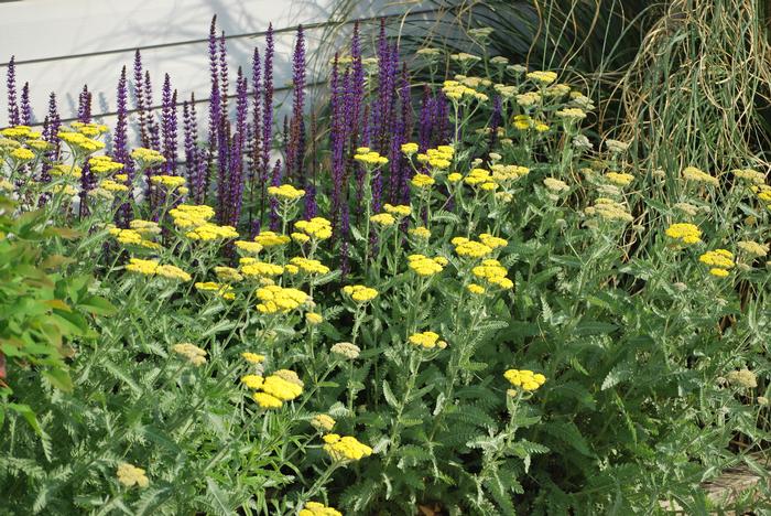 Achillea x 'Moonshine' (Yarrow) perennial