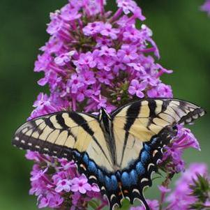 Phlox paniculata 'Jeana' (Summer Phlox)