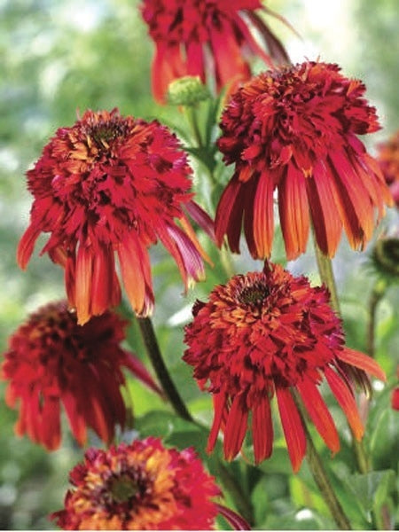 Cone-fections™ Series Coneflower (Echinacea x purpurea 'Hot Papaya'), red flowers