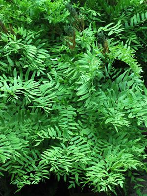 Royal Fern (Osmunda regalis)