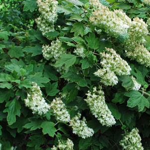 Hydrangea quercifolia 'Snow Queen' (Oakleaf Hydrangea)