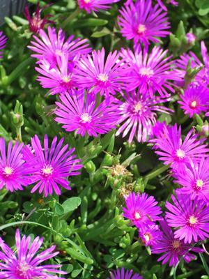 Trailing Hardy Ice Plant (Delosperma cooperi)