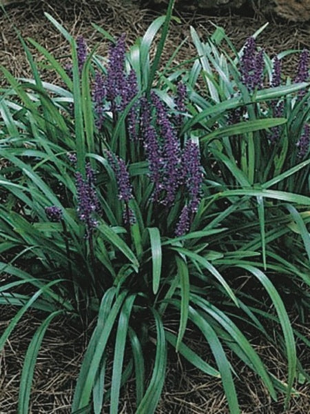 Liriope muscari 'Royal Purple' (Lilyturf)