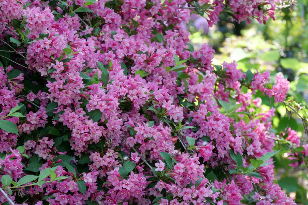 Weigela f. Sonic Bloom® Pink (Reblooming Weigela)