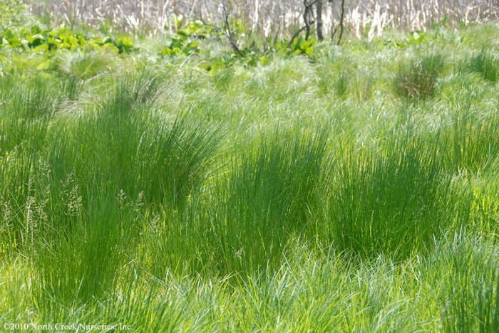 Common Rush (Juncus effusus)