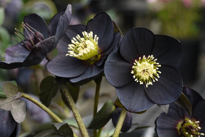 Helleborus W.J. 'Black Diamond' (Winter Jewels® Series Lenten Rose)