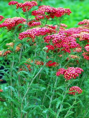 Achillea millefolium Paprika (Yarrow) perennial