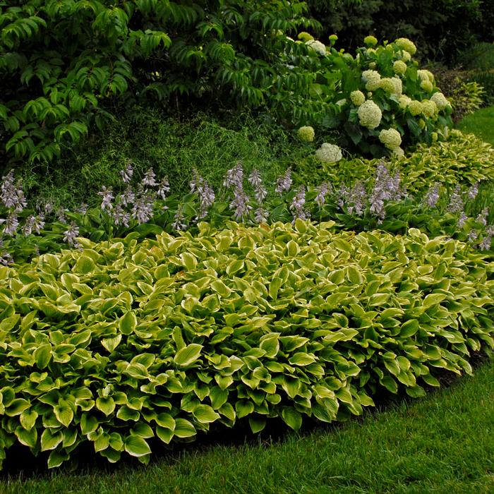 Hosta x 'Golden Tiara' (Plantain Lily)