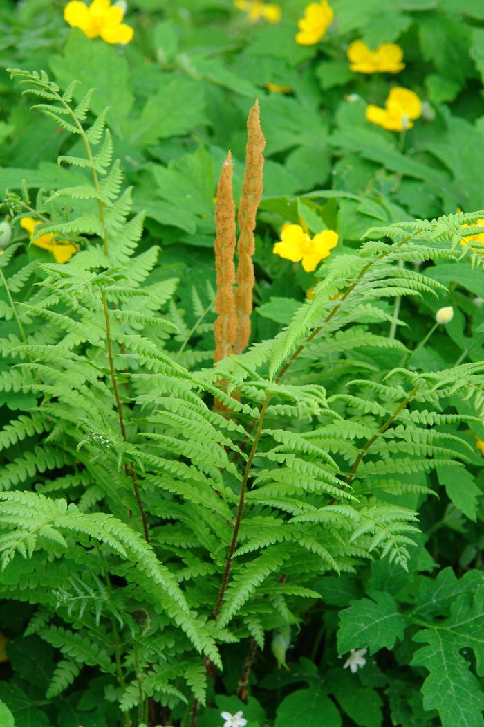 Cinnamon Fern (Osmunda cinnamomea)