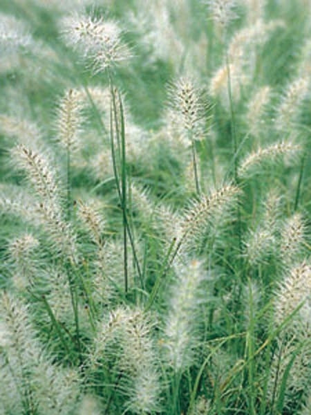 Cassian Fountain Grass (Pennisetum alopecuroides 'Cassian')