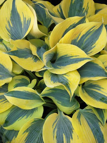 Hosta x Shadowland® 'Autumn Frost' (Plantain Lily)