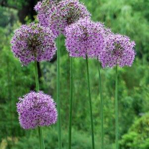 Allium 'Gladiator' (Ornamental Onion) perennial