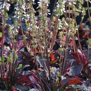 Salvia lyrata 'Purple Knockout' (Sage)