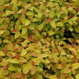 Spirea (Spiraea j. 'Double Play®Candy Corn™)