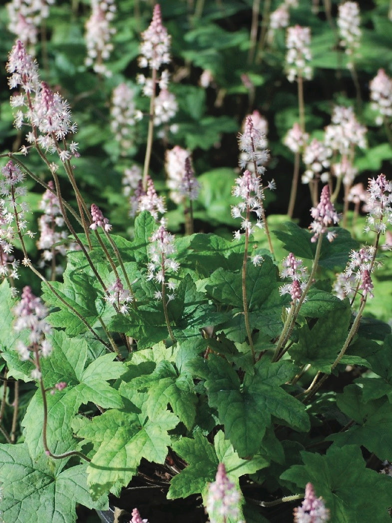 Tiarella cordifolia 'Oakleaf' (Foam Flower)