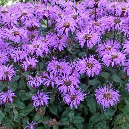 Monarda x 'Blue Moon' (Sugar Buzz® Bee Balm)