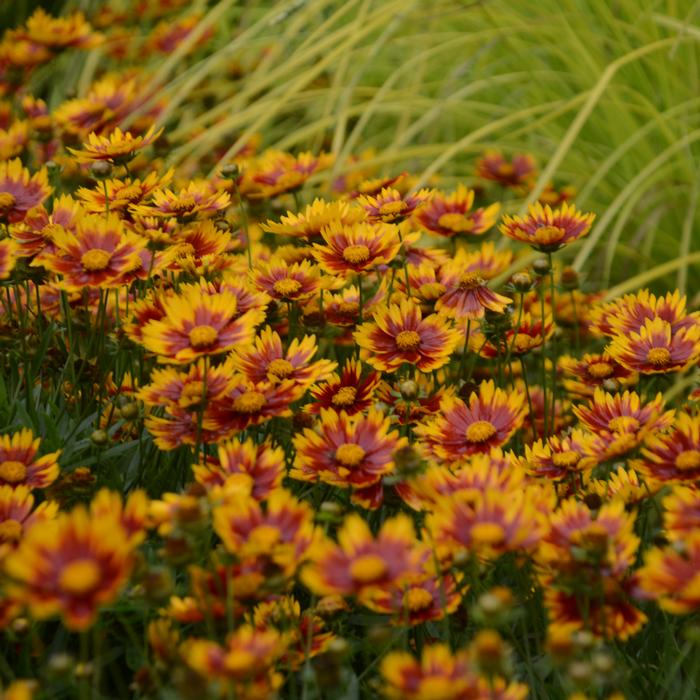 Coreopsis x L'il Bang™ 'Daybreak' (Tickseed), red and yellow flowers